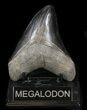 Dark Grey, Megalodon Tooth - Georgia #37615-1